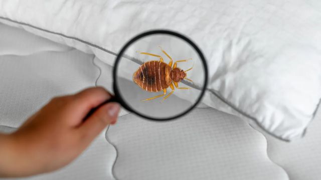 Arizona Crawling With Bed Bugs, 3 Cities Among Most Infested