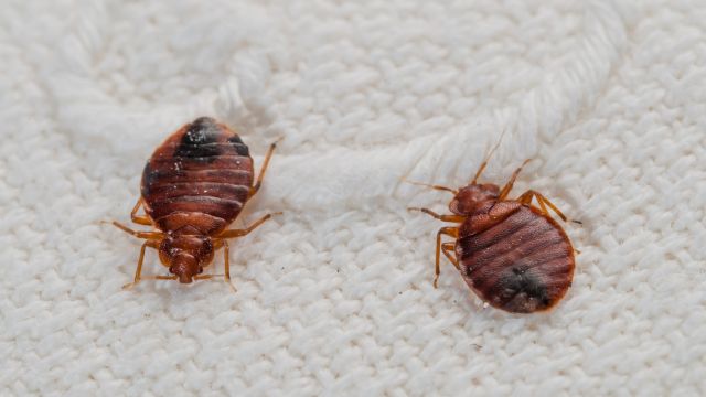 California Crawling With Bed Bugs, 3 Cities Among Most Infested