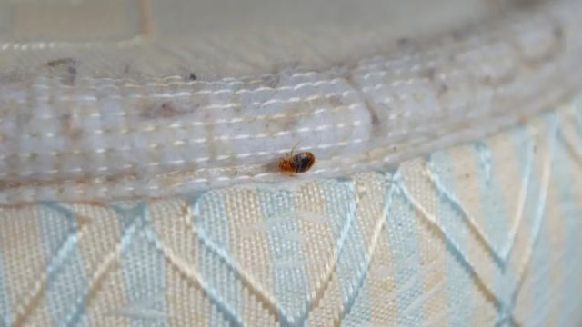 Florida Crawling With Bed Bugs, 3 Cities Among Most Infested
