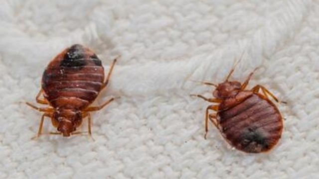 Illinois Crawling With Bed Bugs, 3 Cities Among Most Infested