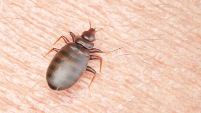 North Carolina Crawling With Bed Bugs, 3 Cities Among Most Infested