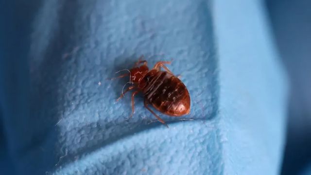 Massachusetts Crawling With Bed Bugs, 3 Cities Among Most Infested