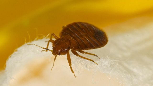 New Jersey Crawling With Bed Bugs, 3 Cities Among Most Infested